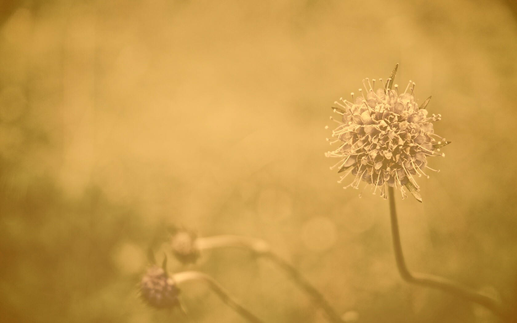 Цветок в макро обои
