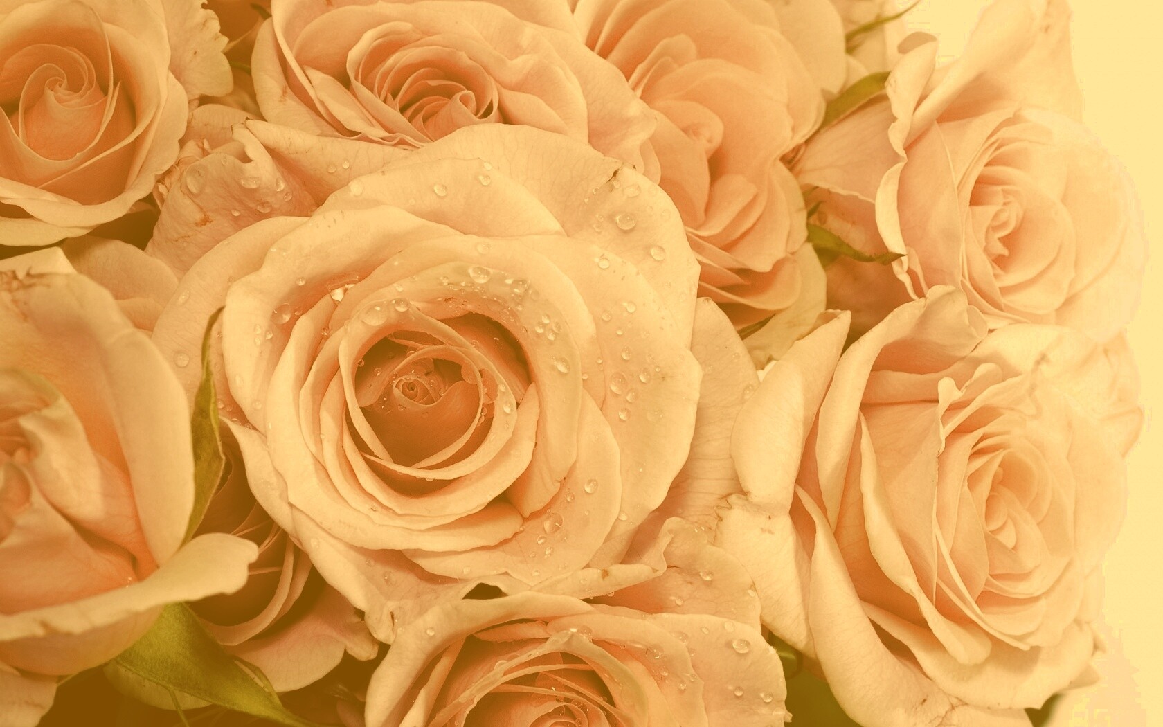 Букет розовых роз обои