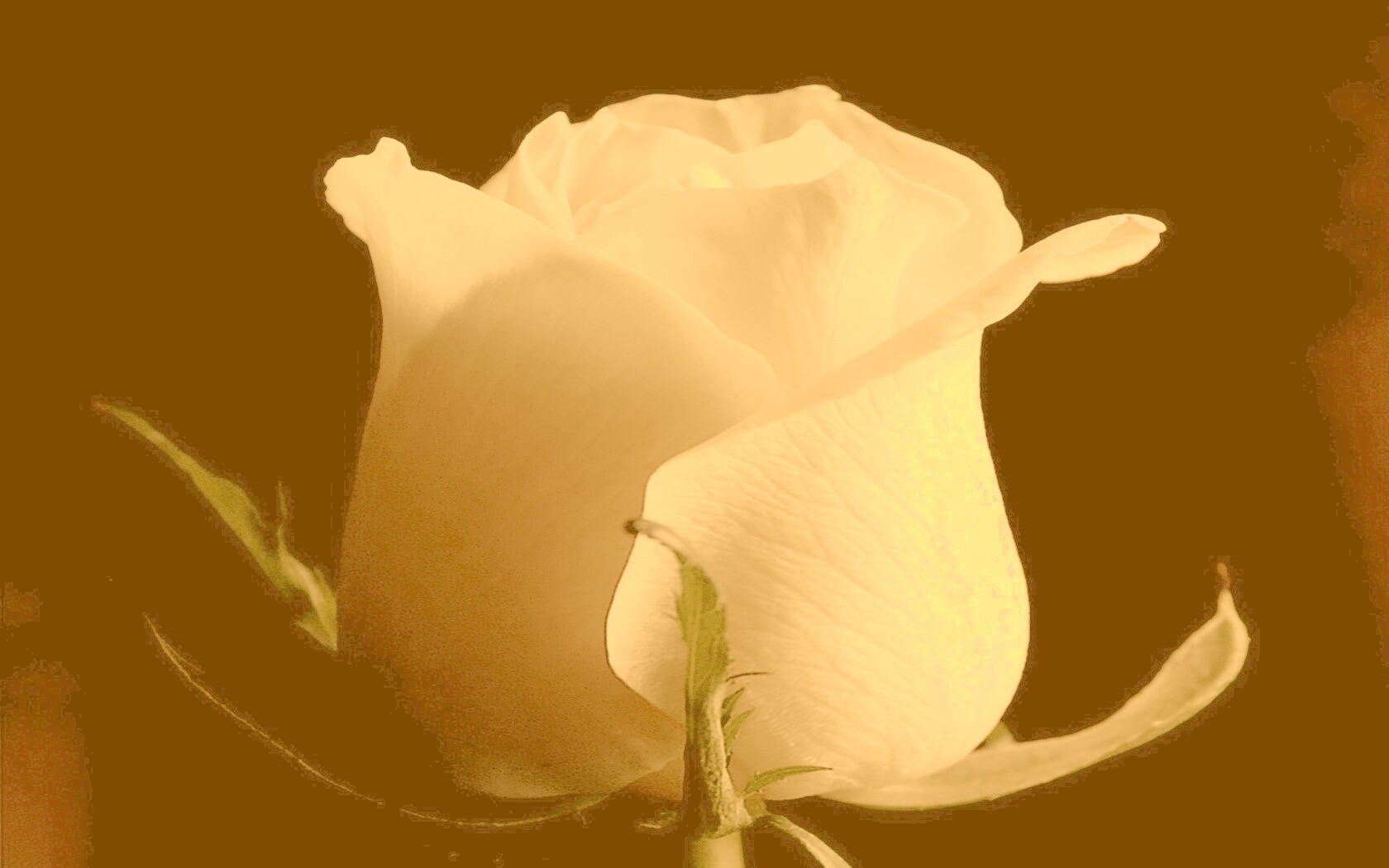 Бутон белой розы обои