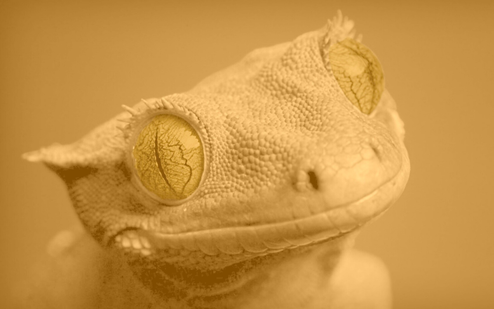 Ящерка обои