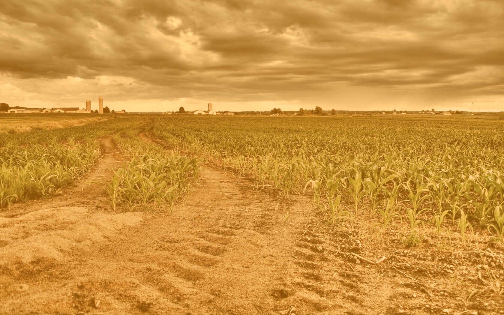 Кукурузное поле у фермы обои