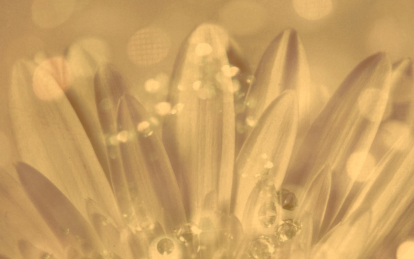 Белые лепестки обои