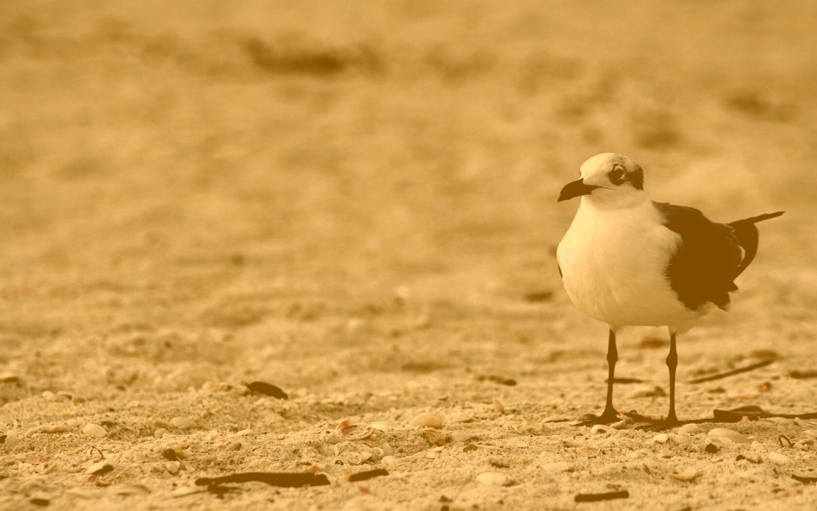 Важная чайка обои