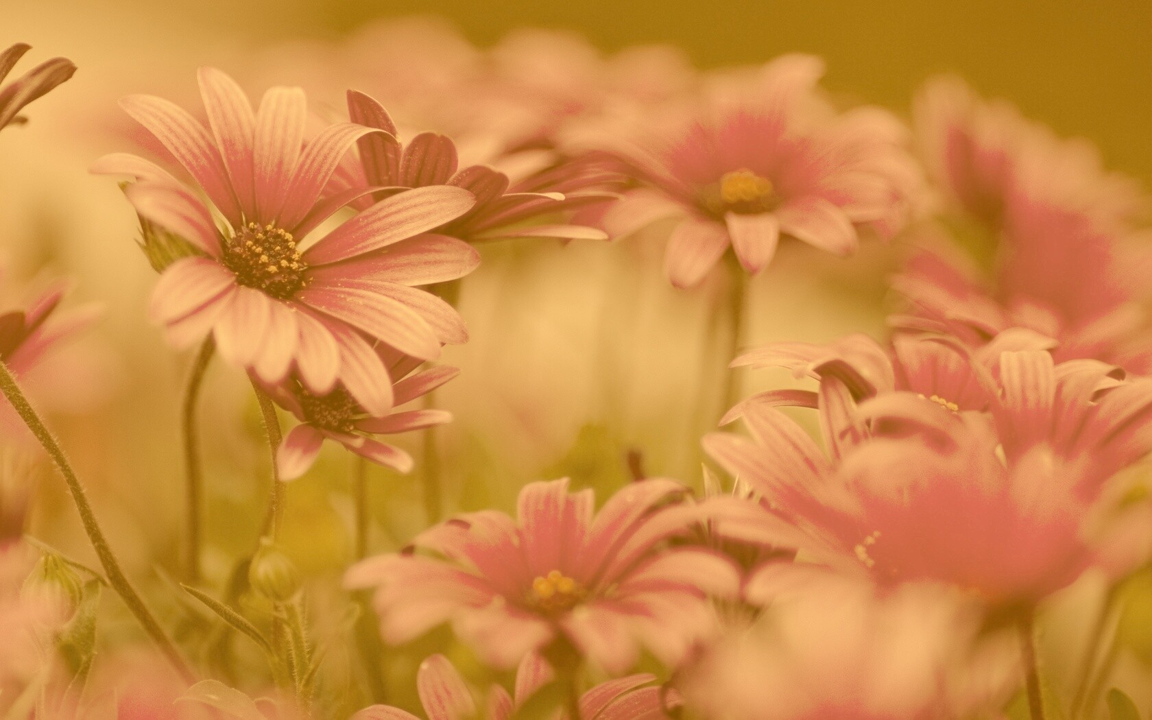 Яркие фиолетовые цветы обои