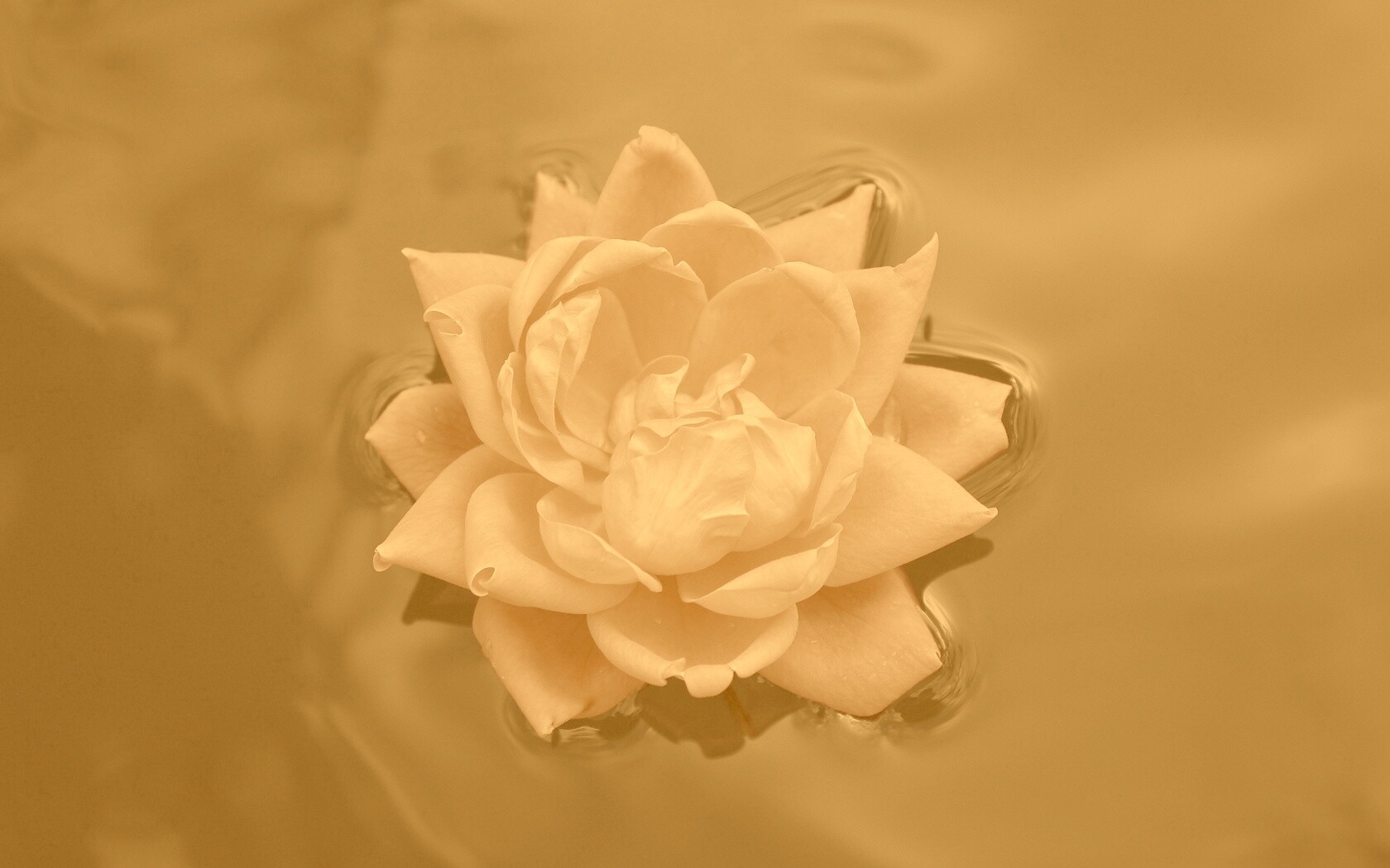 Красивый цветок на воде обои