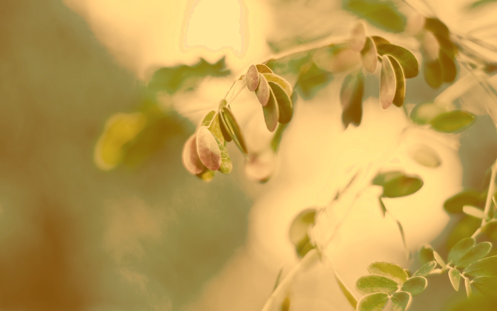 Фиолетовые листья обои