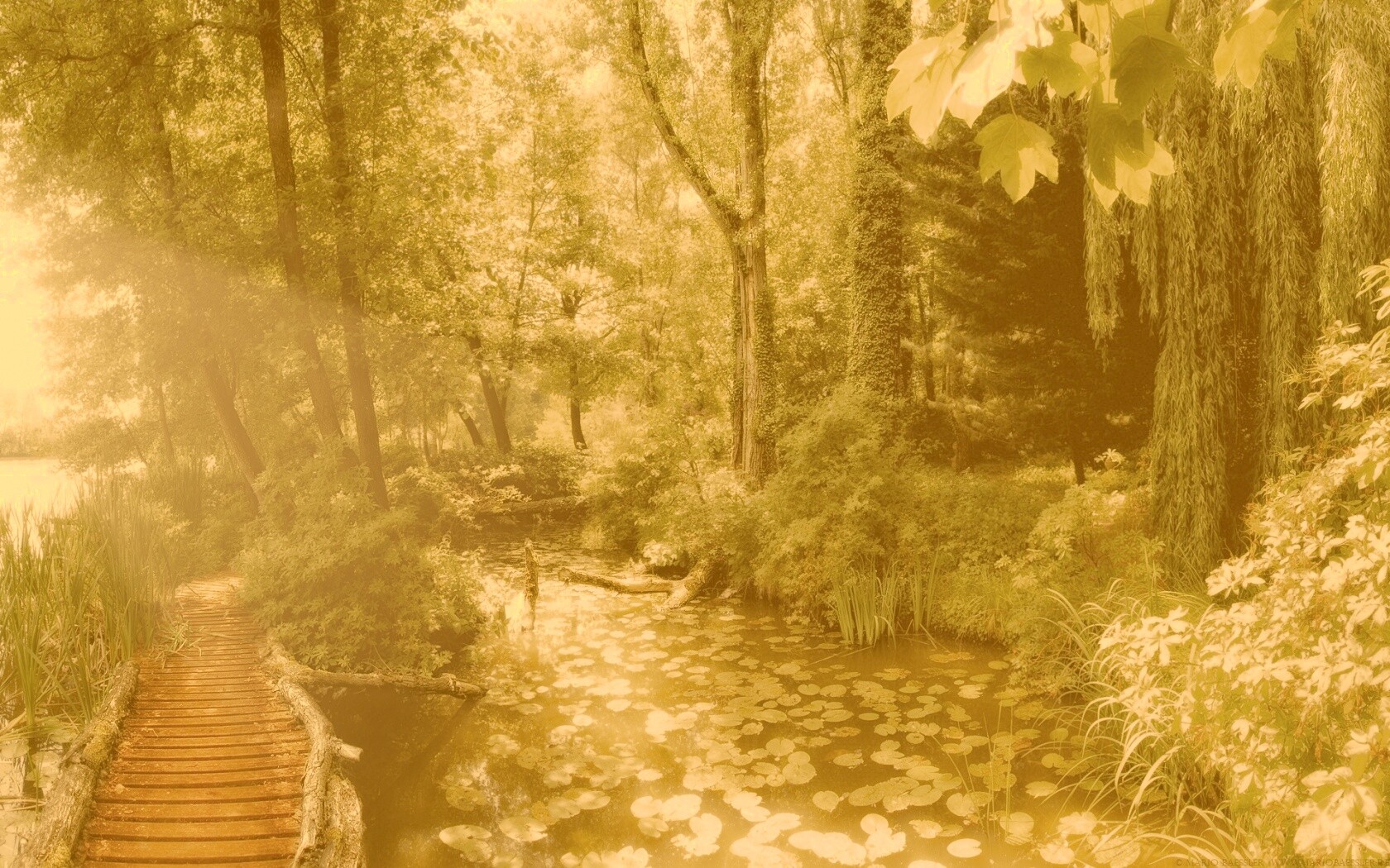 Пруд в лесу обои