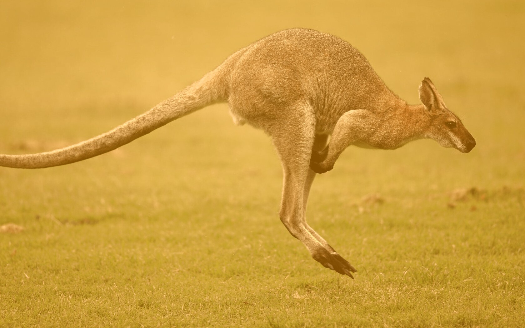 Кенгуру обои