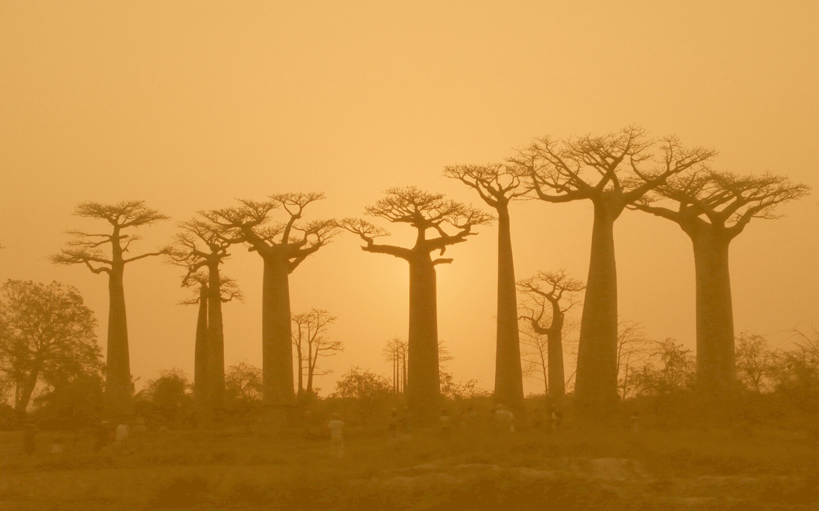 Баобабы на закате обои