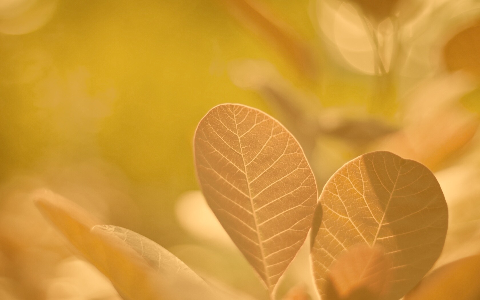 Красные листья обои