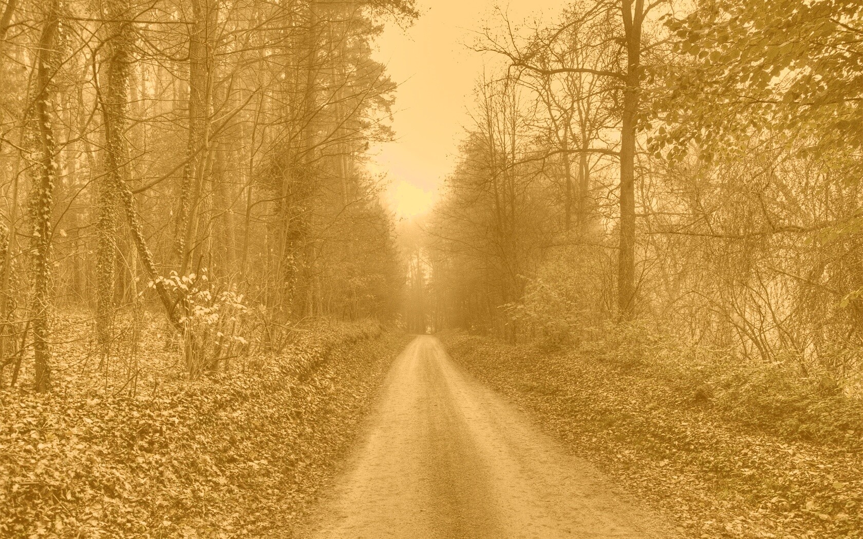 Лесная дорога обои