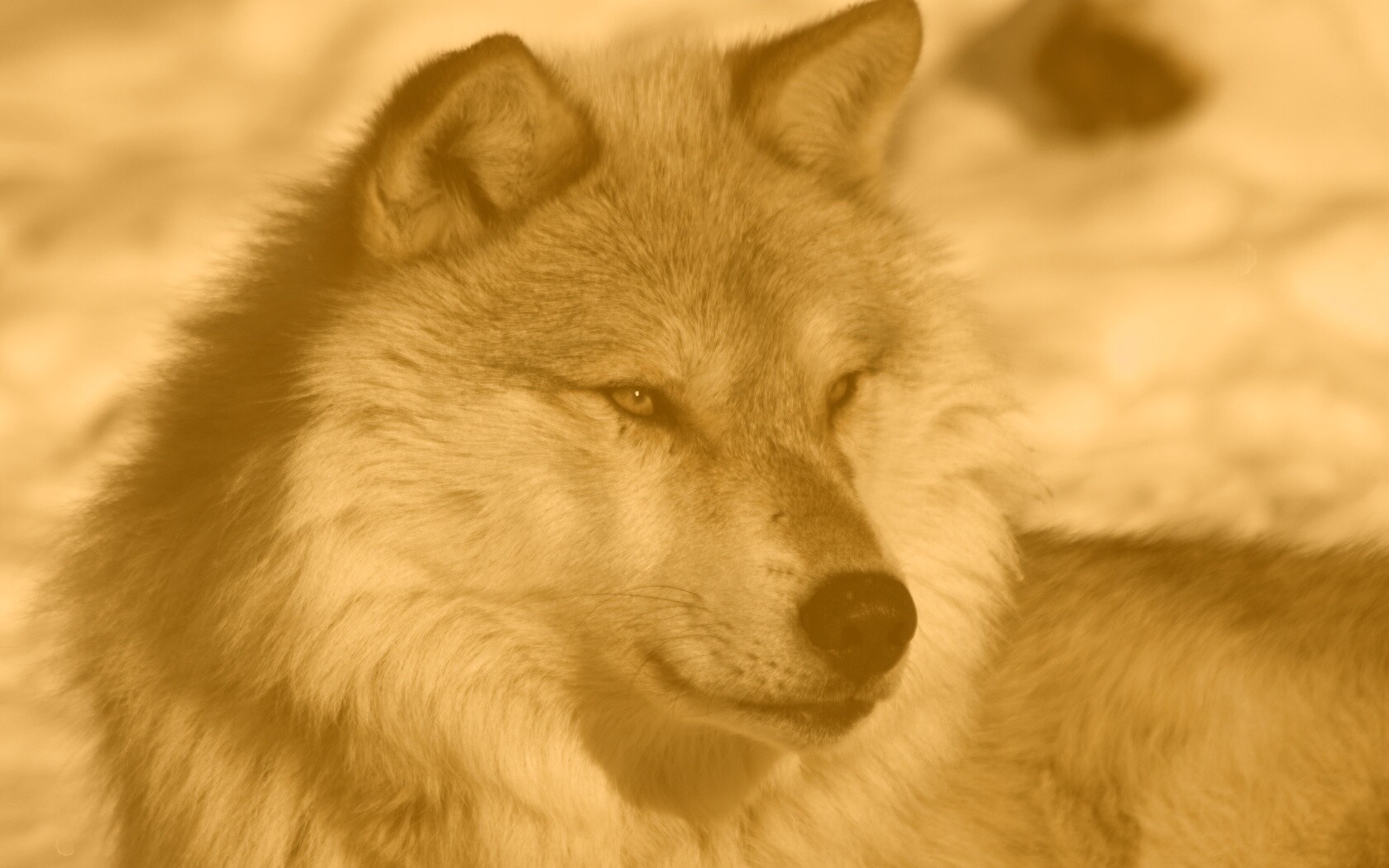 Лайка на снегу обои