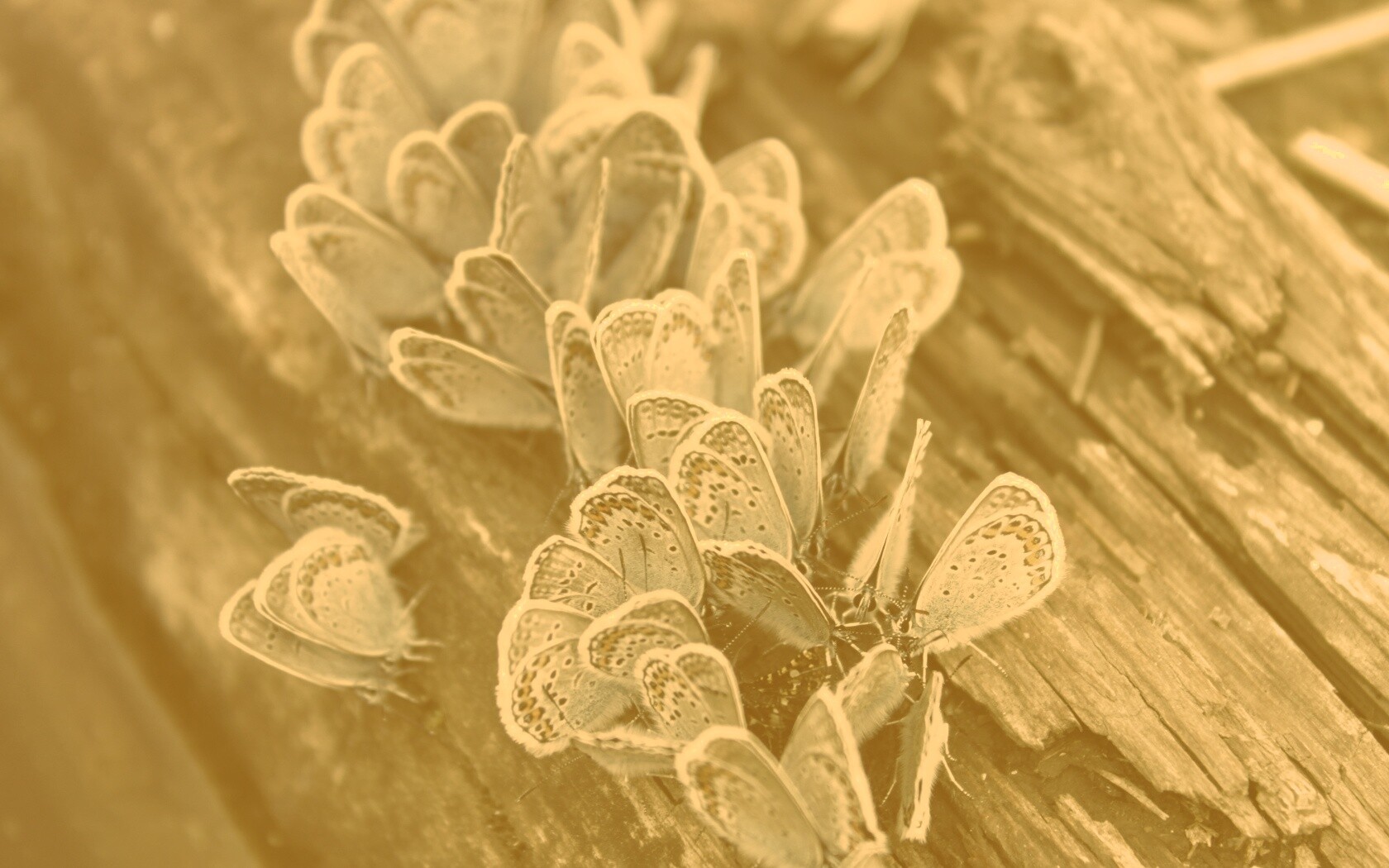 Голубые бабочки обои