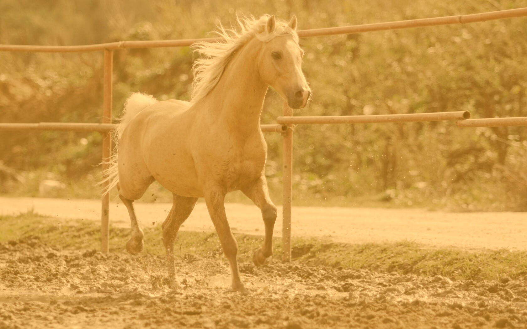 Молодая лошадь в загоне обои