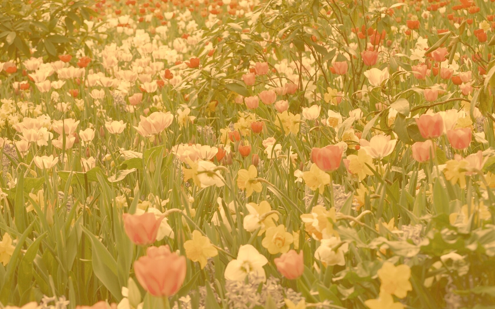 Поляна со множеством цветов обои