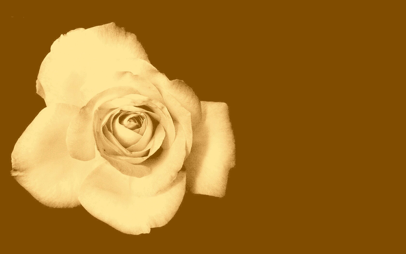 Черно-белая роза обои