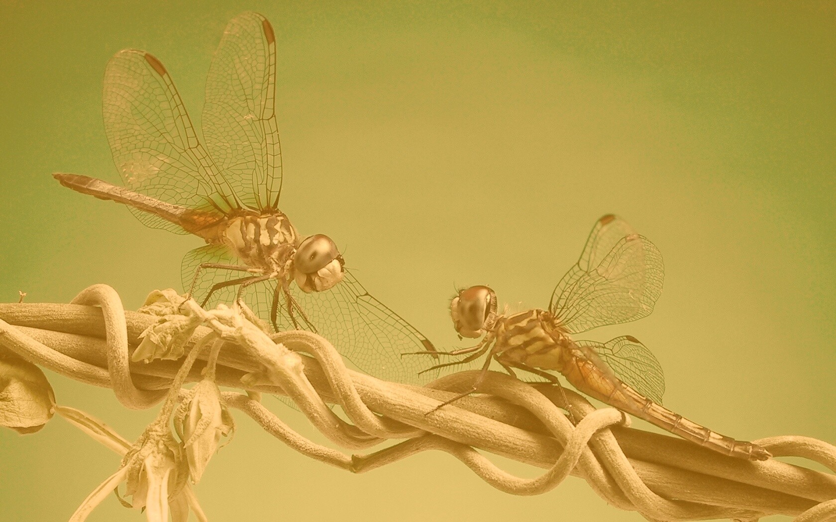 Две стрекозы обои