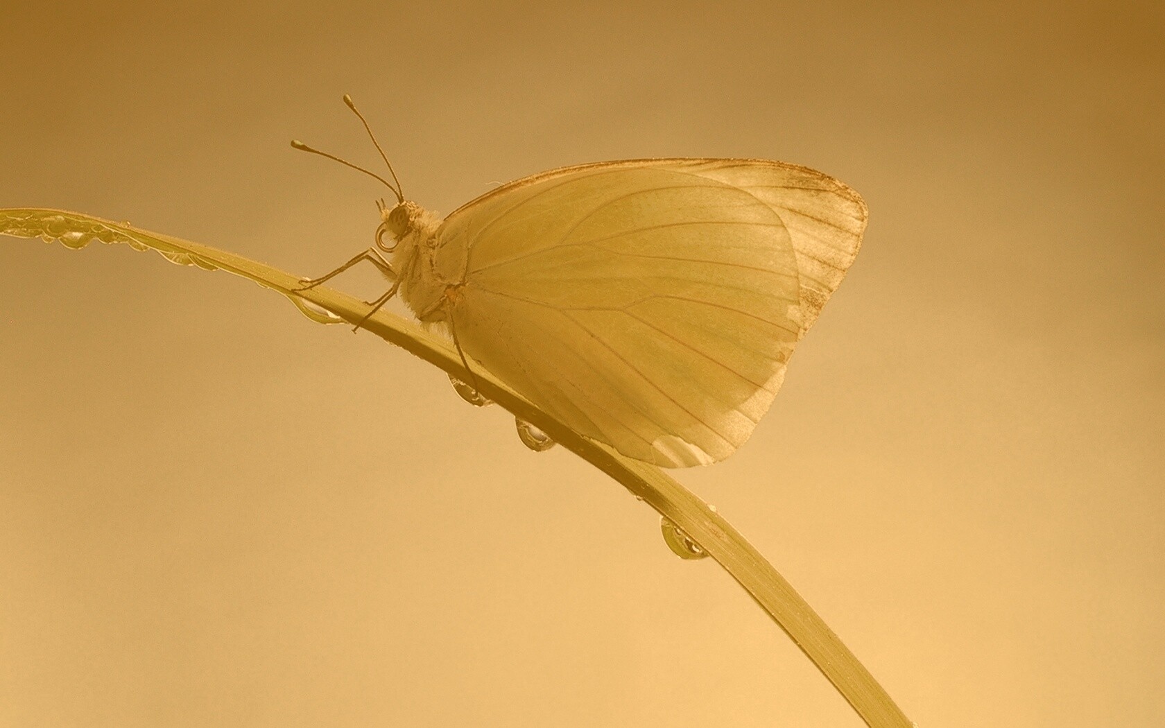 Жёлтая бабочка на стебельке обои