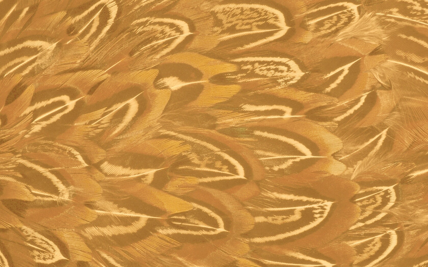 Красивые перья обои