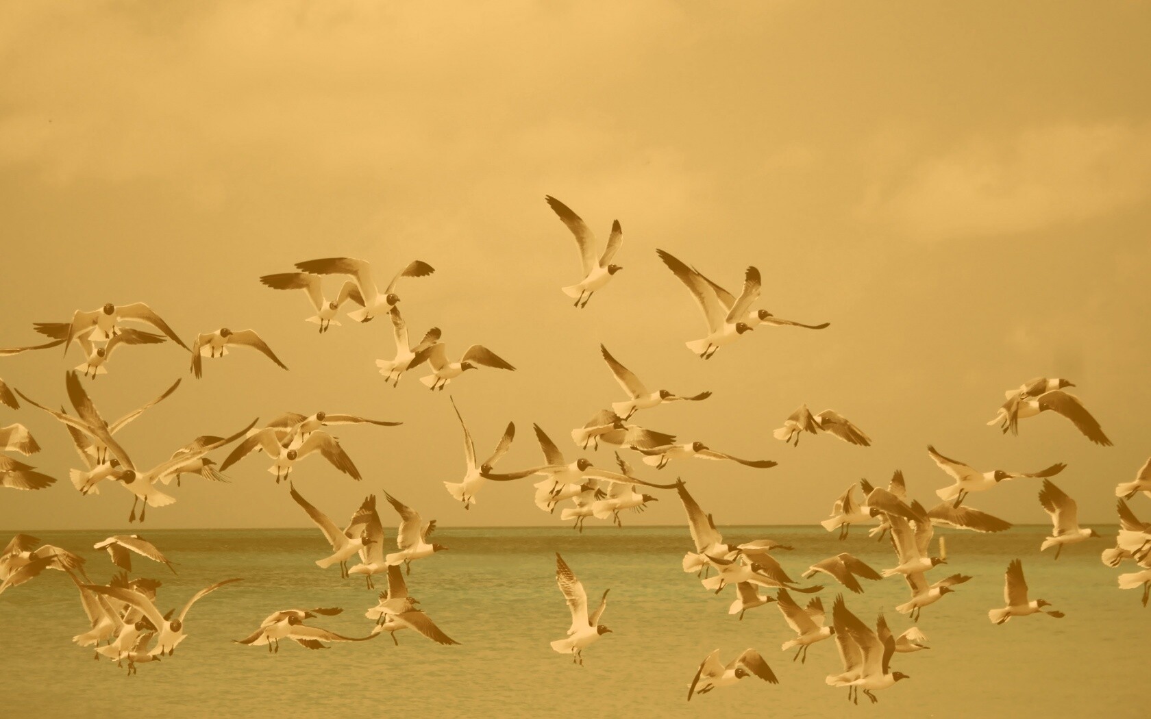 Стая взлетающих чаек обои