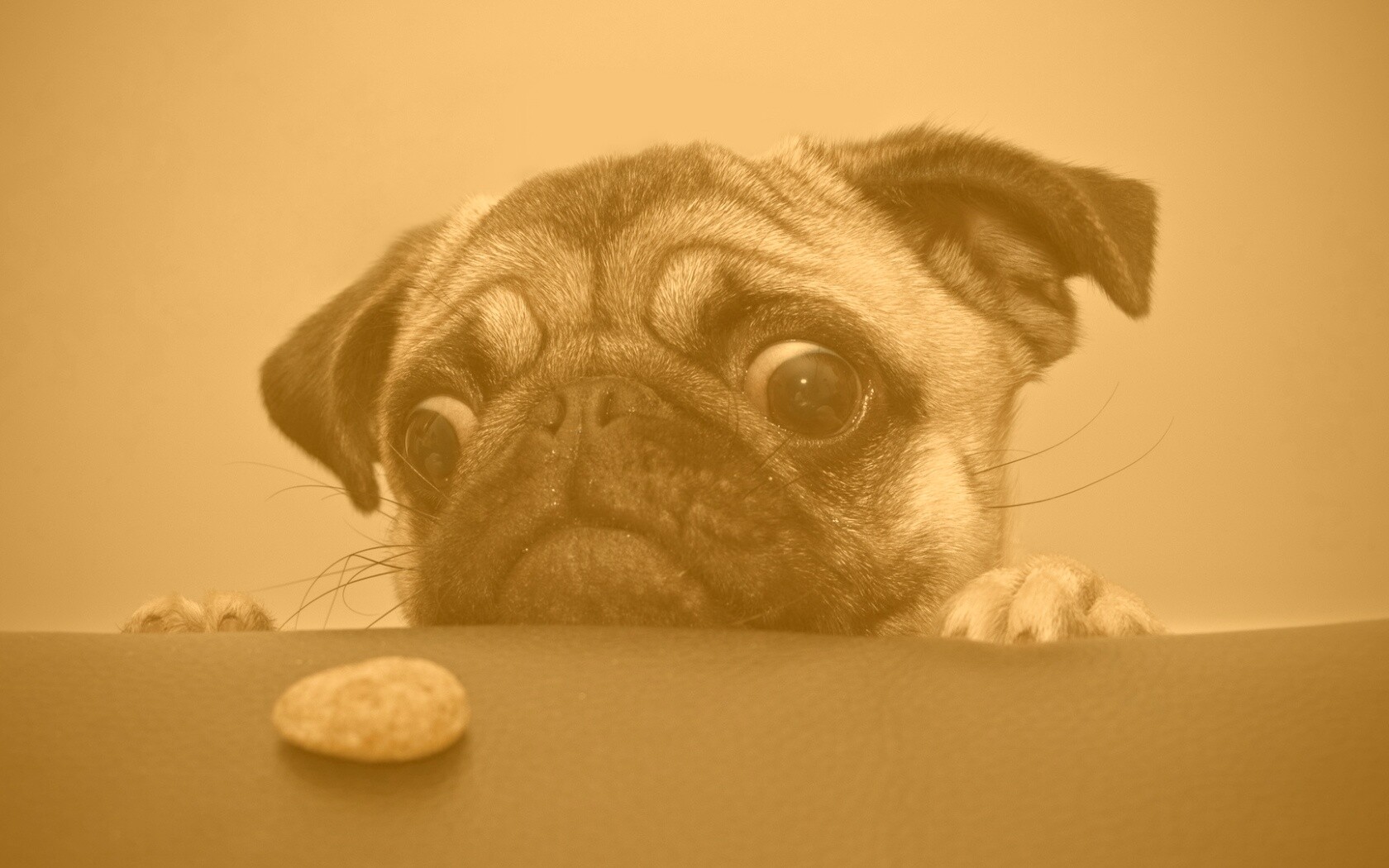 Собака нашла печеньку обои