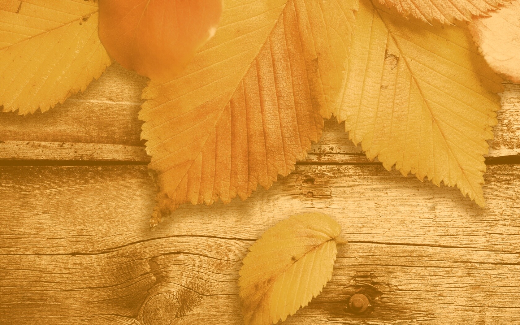 Красиво разложенные листья обои