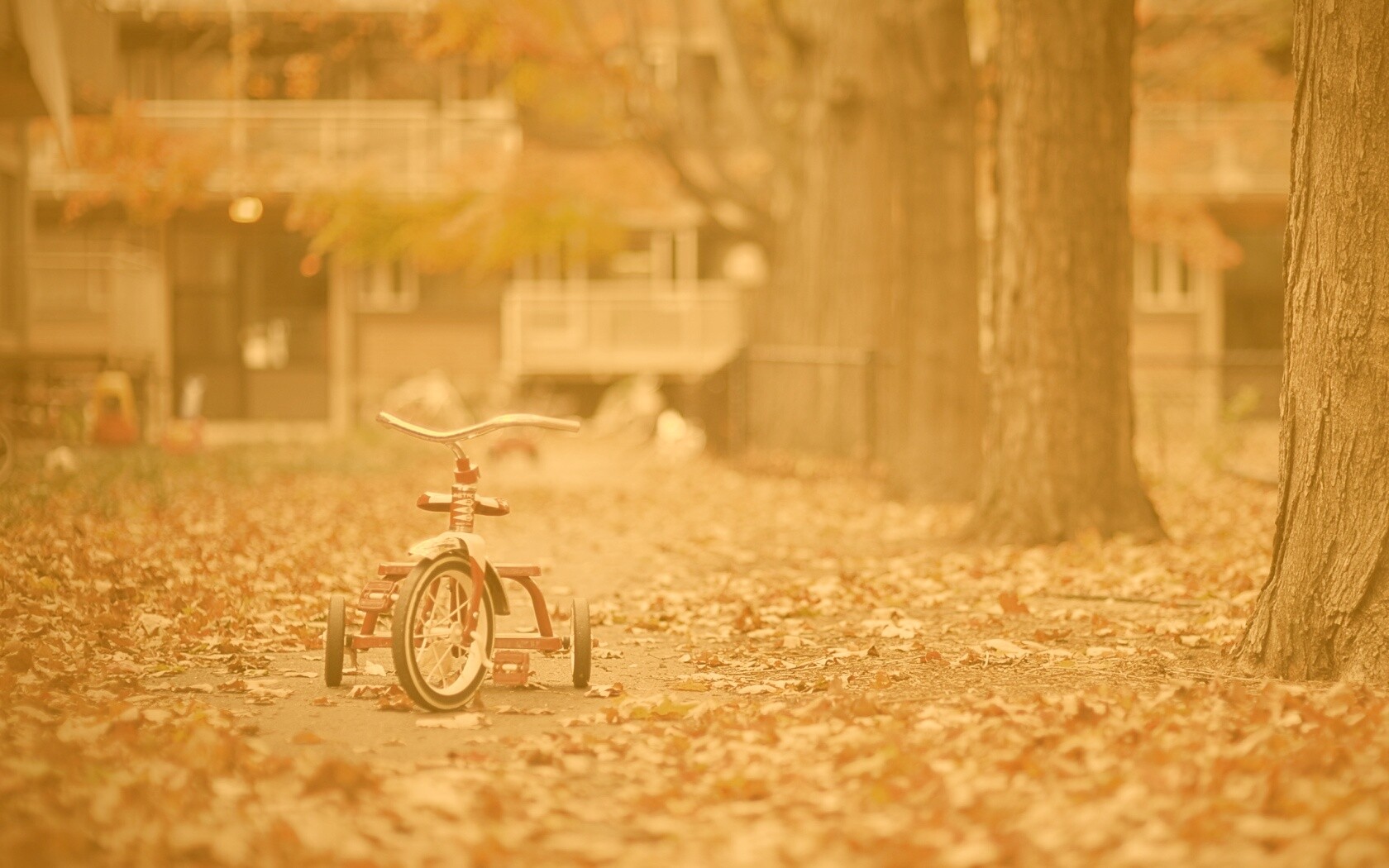 Трёхколёсный друг на осенней дорожке обои