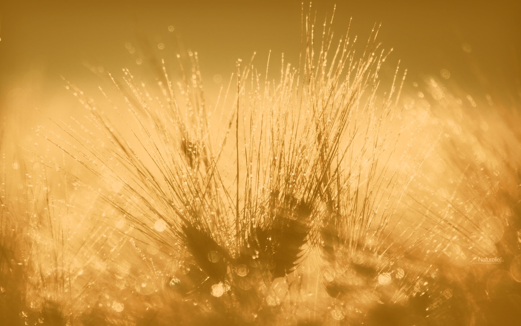 Трава на солнце обои