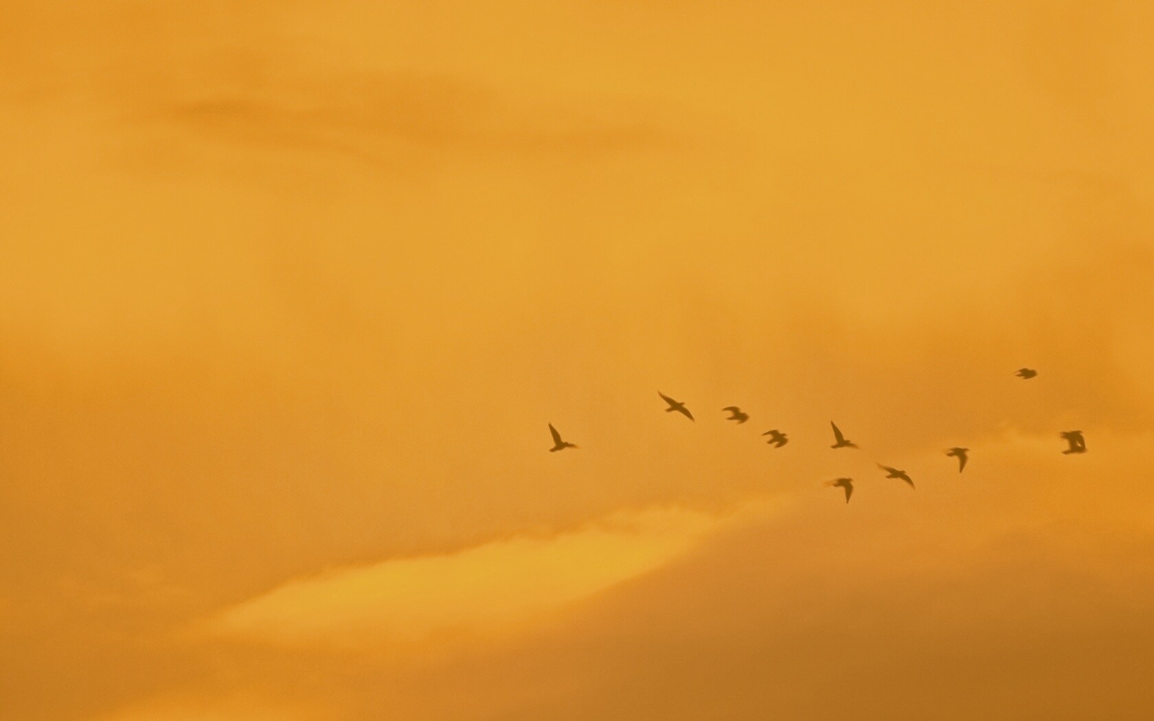 Птицы летят в закатном небе обои