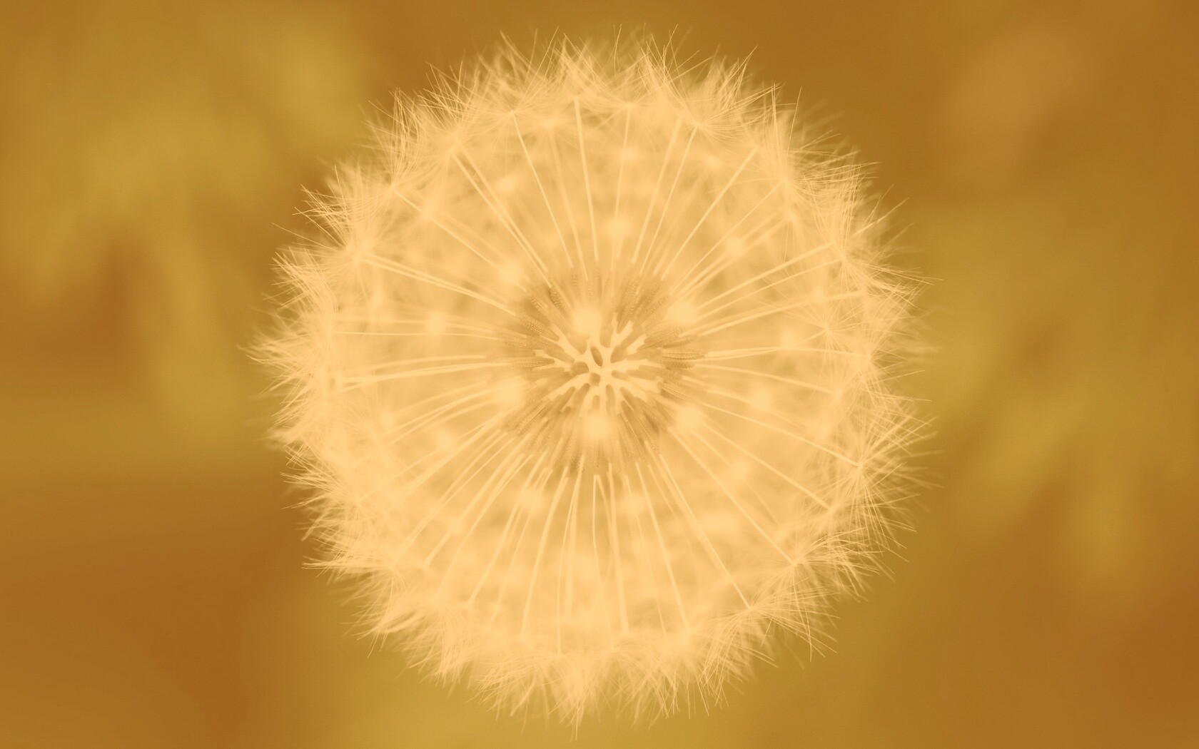 Макро фотография одуванчика обои