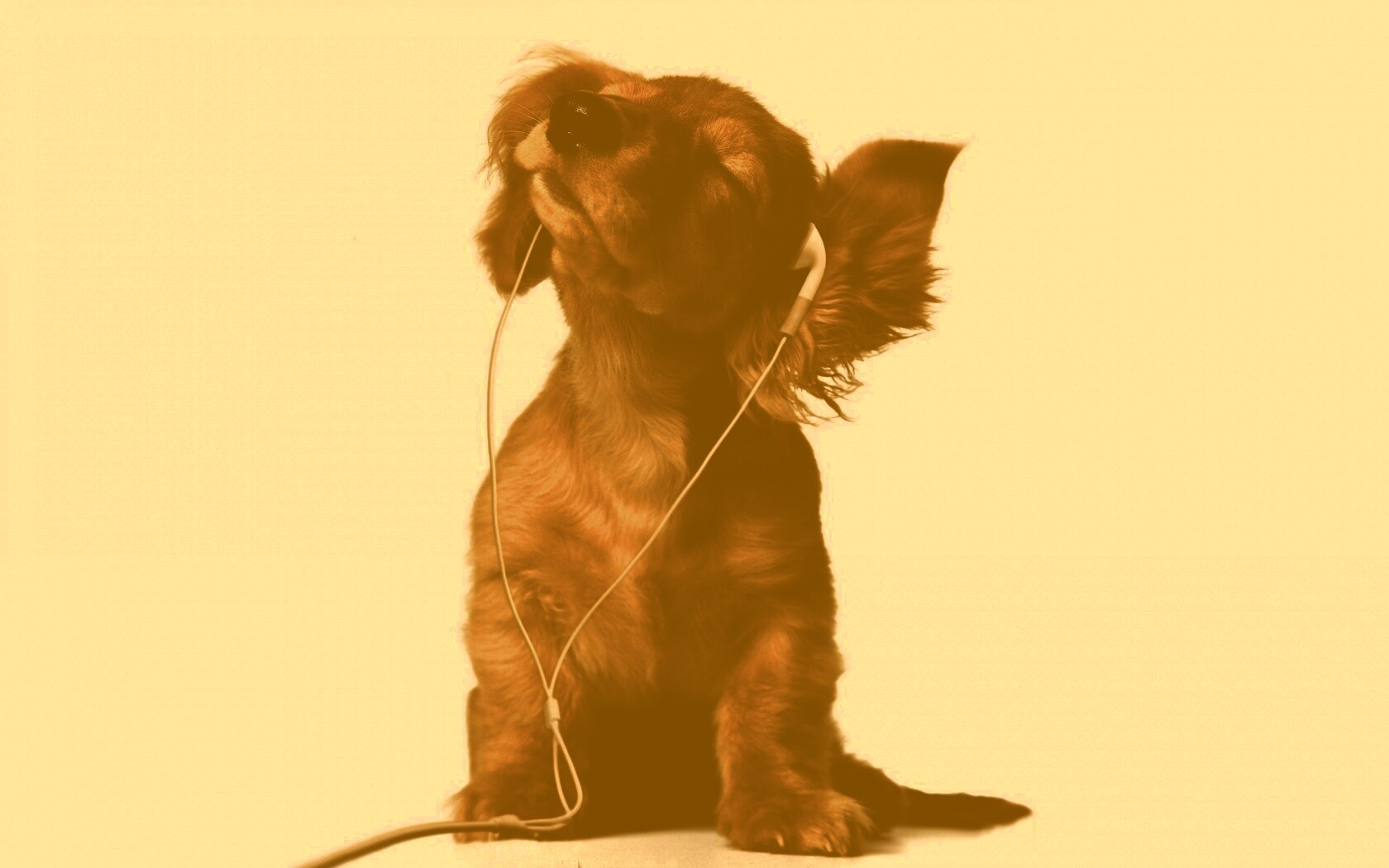 Щенок в наушниках обои