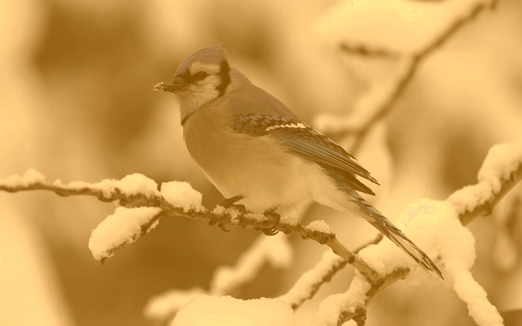 Маленькая синяя птичка обои