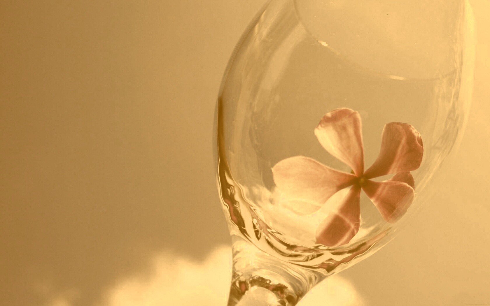 Нежный цветок в бокале на фоне голубого неба обои