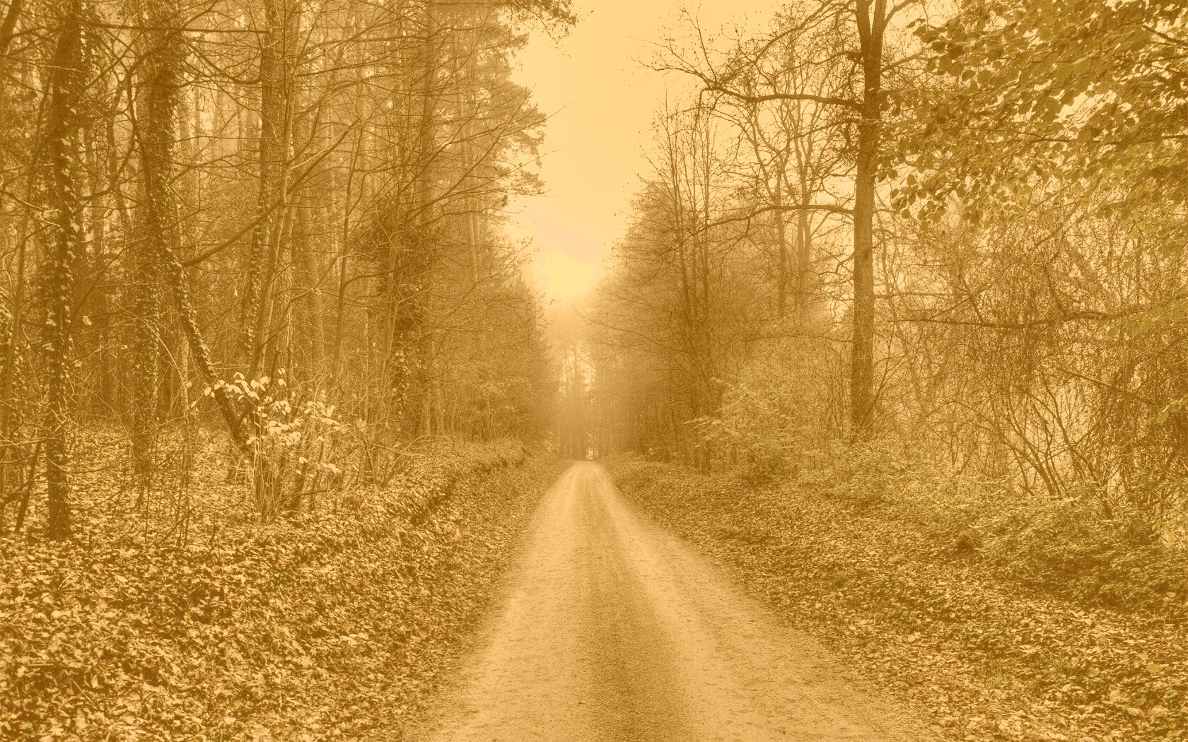 Дорога через лес обои