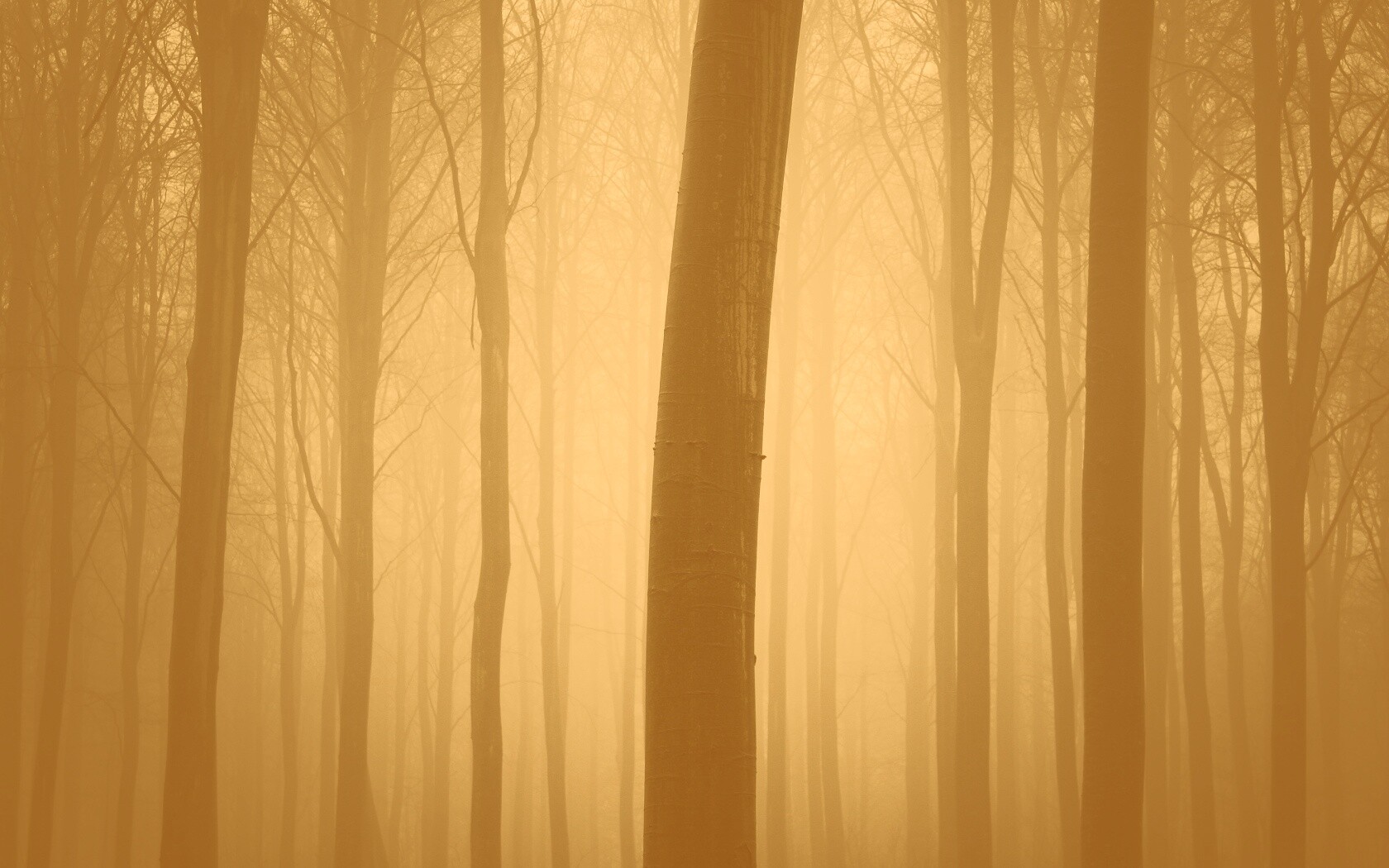 Туман в лесу обои