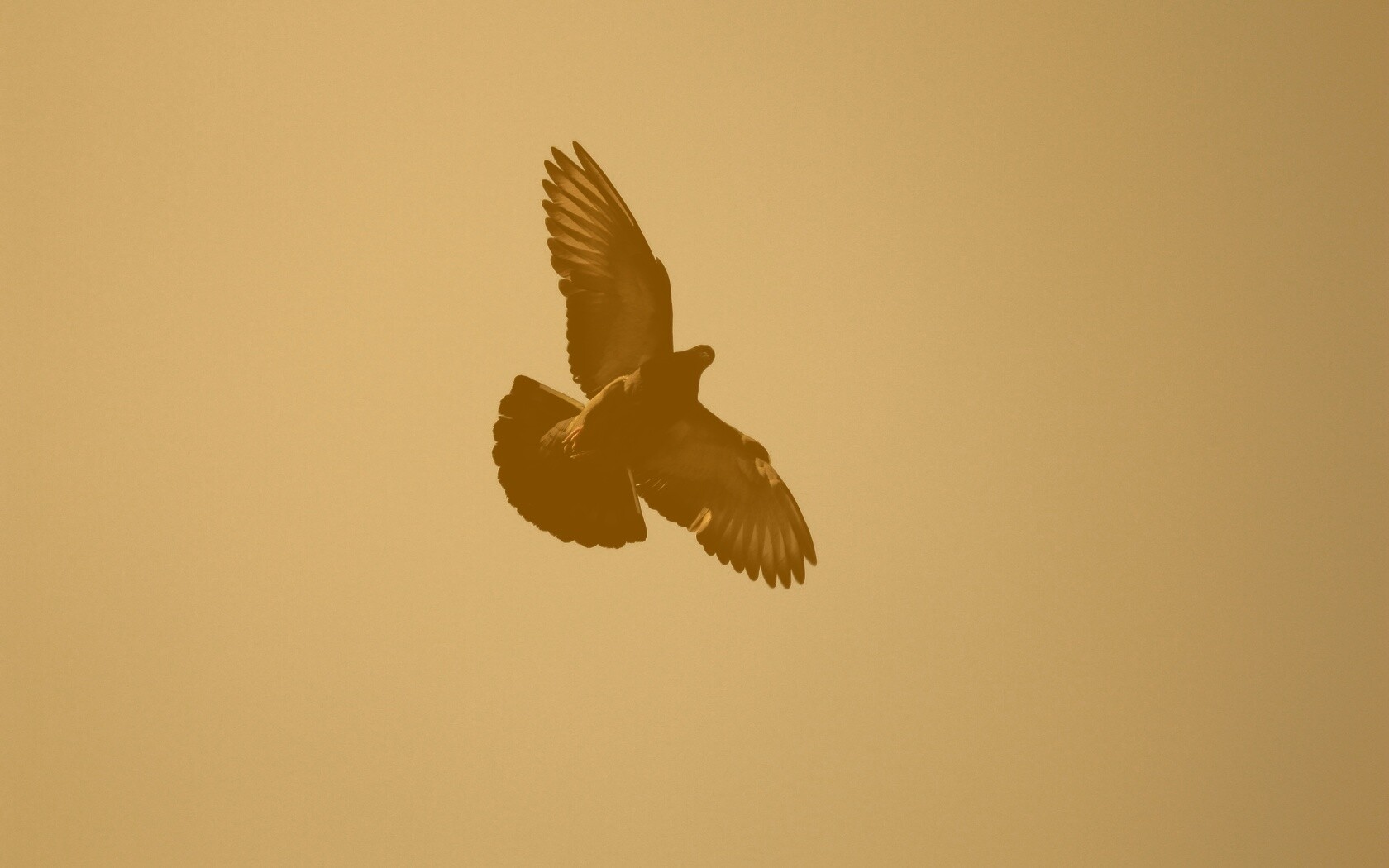 Голубь в полёте обои