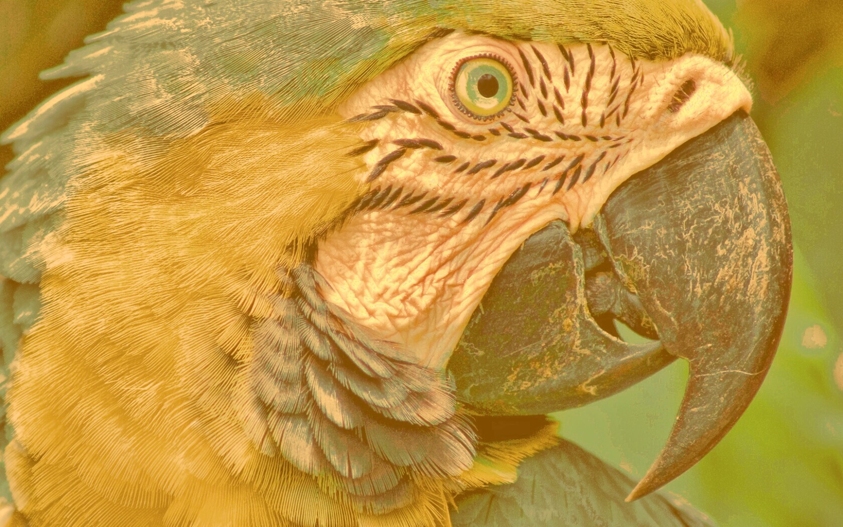 Попугай обои