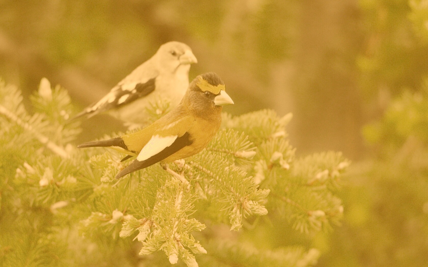 Птички с зелёными клювами обои