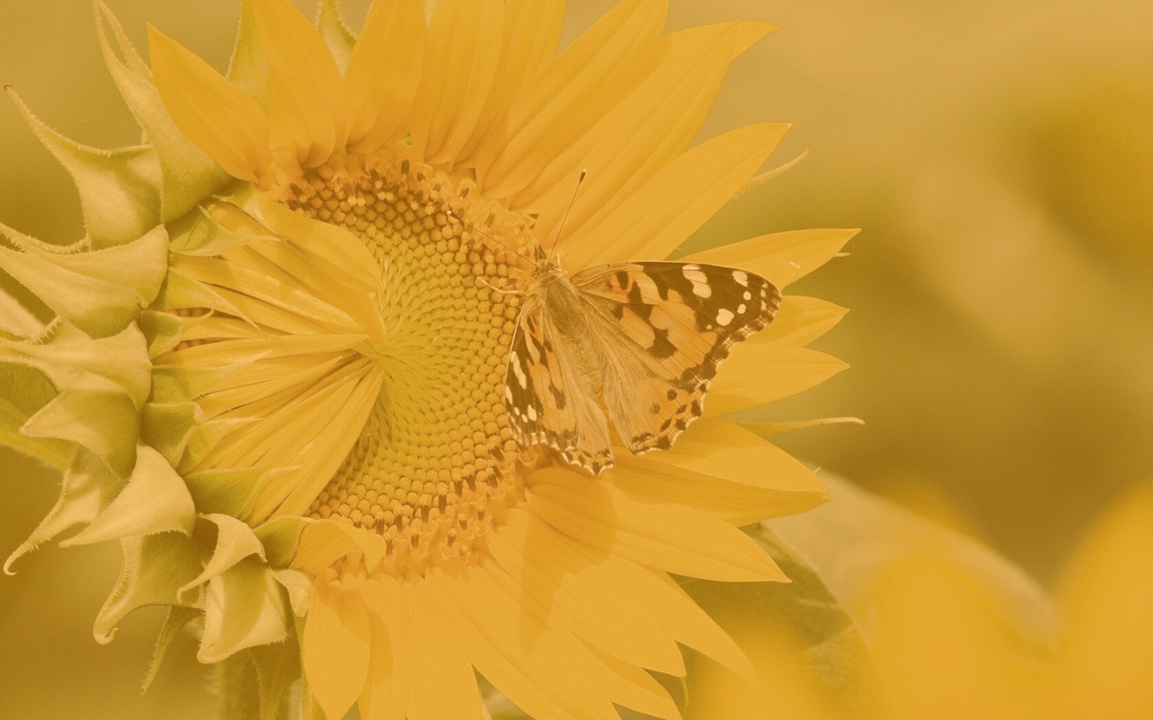 Бабочка на подсолнухе обои