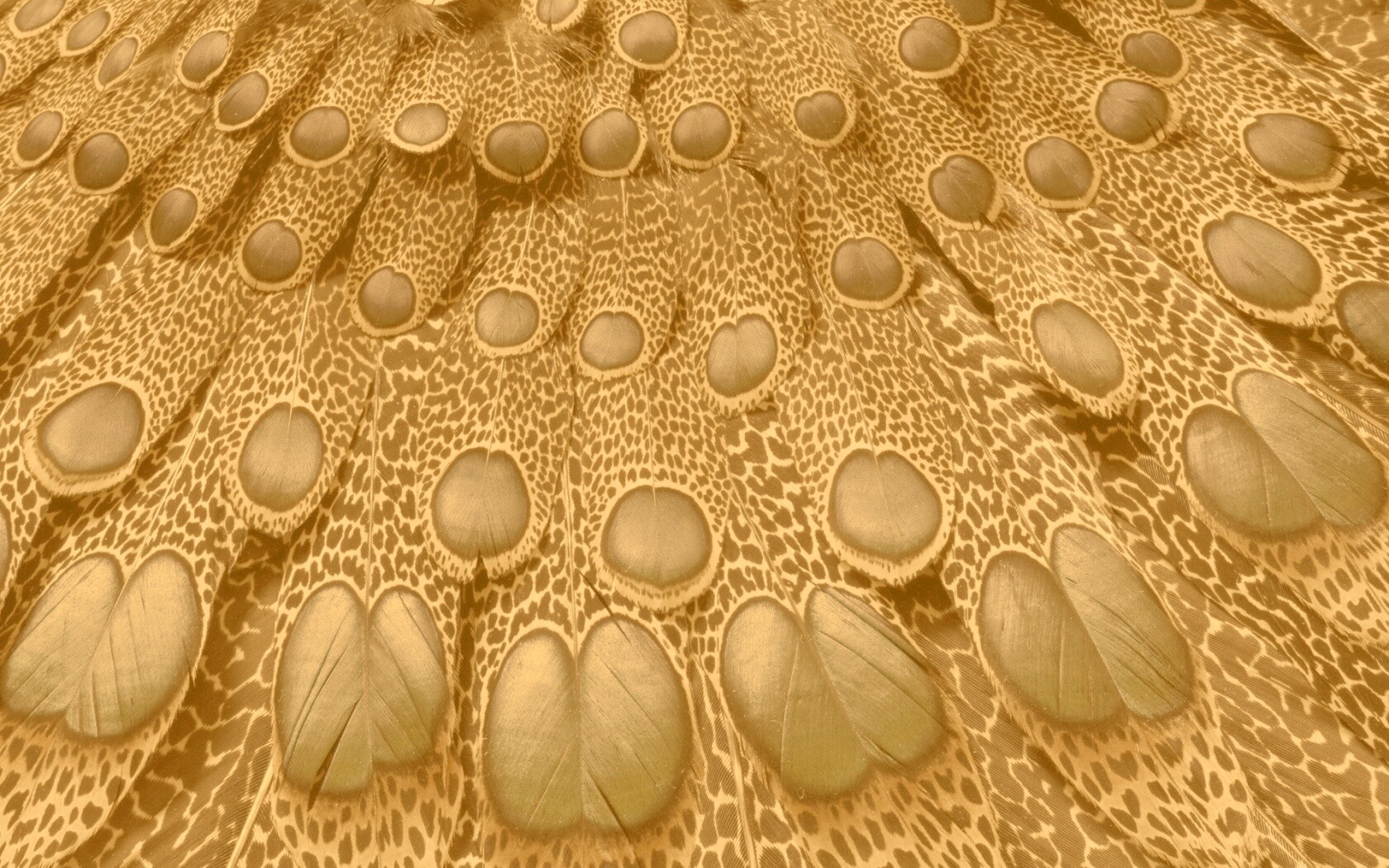 Хвост павлина обои