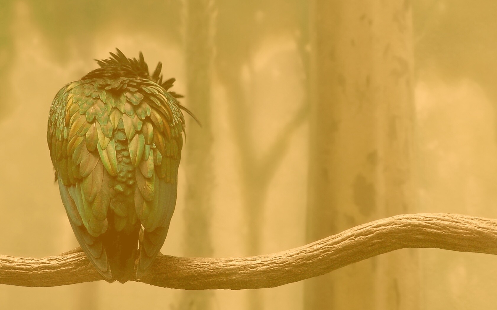 Птица спит на ветке обои