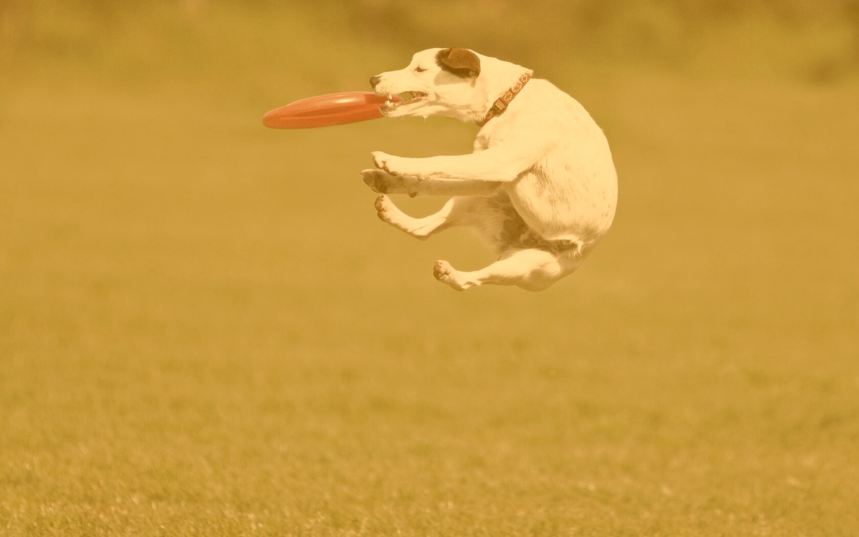 Ловкач обои