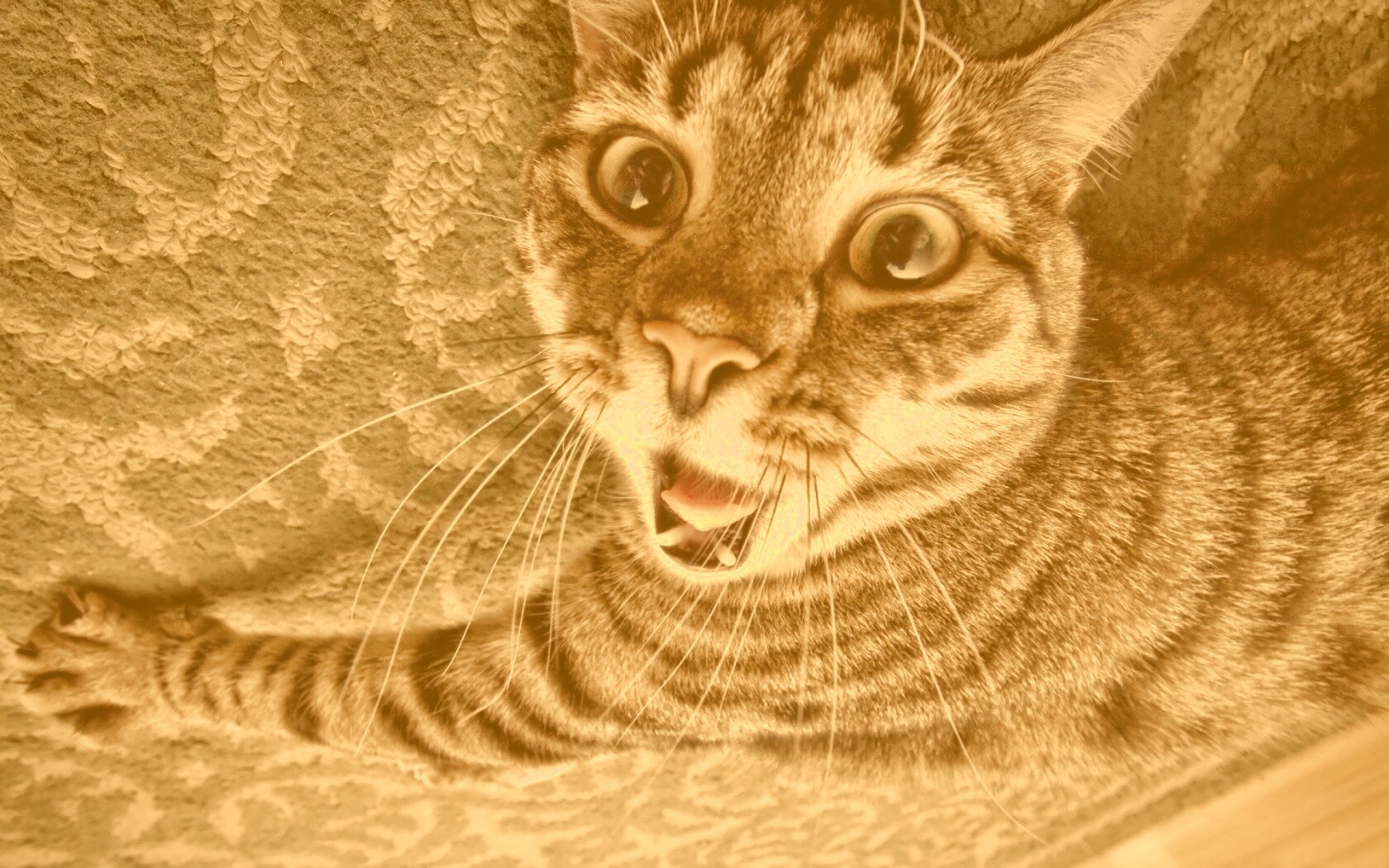 Спалившийся на ковре кошак обои