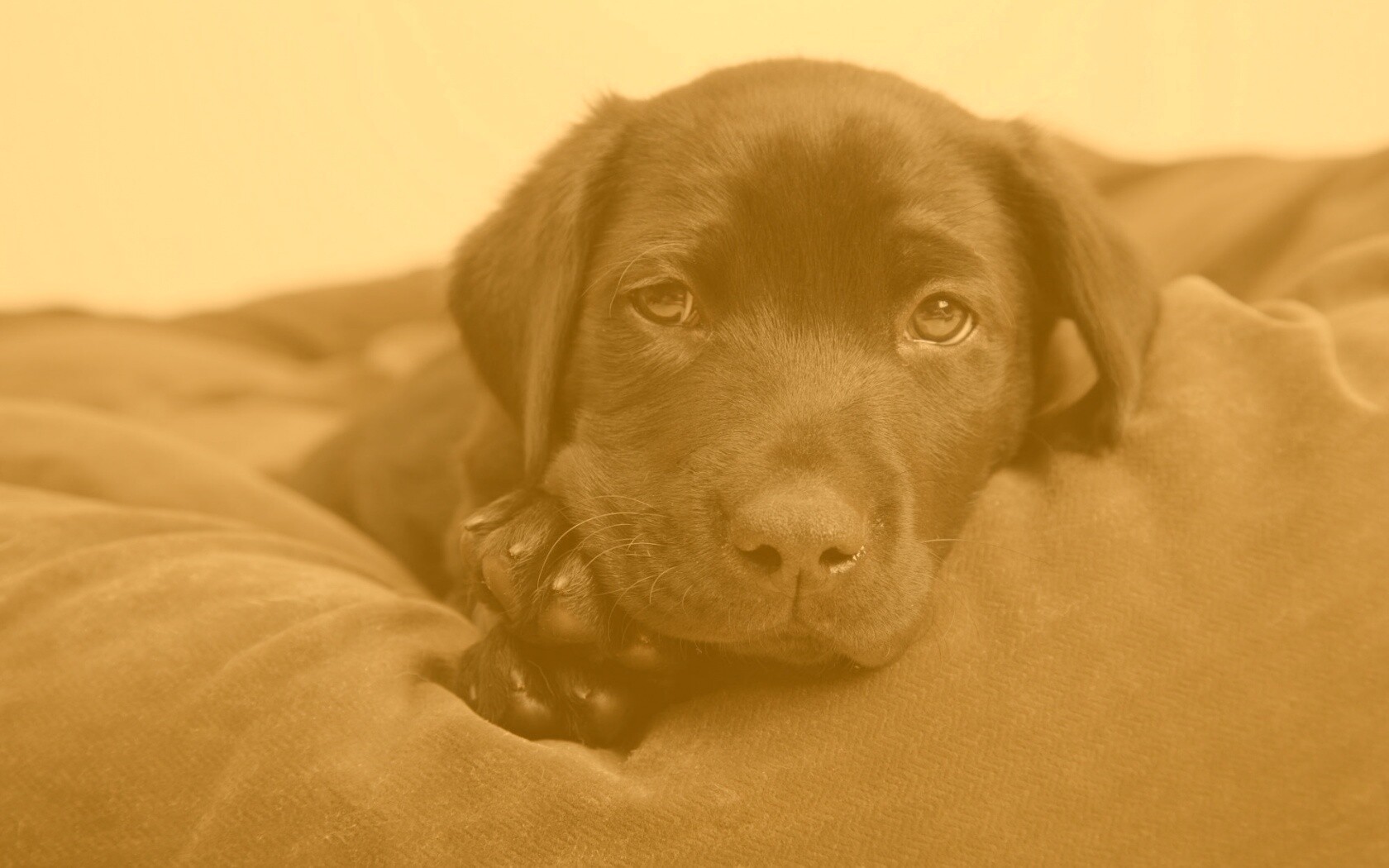 Сонный щенок немецкого поинтера обои