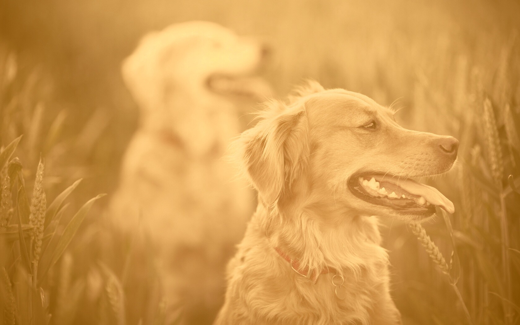 Собаки обои