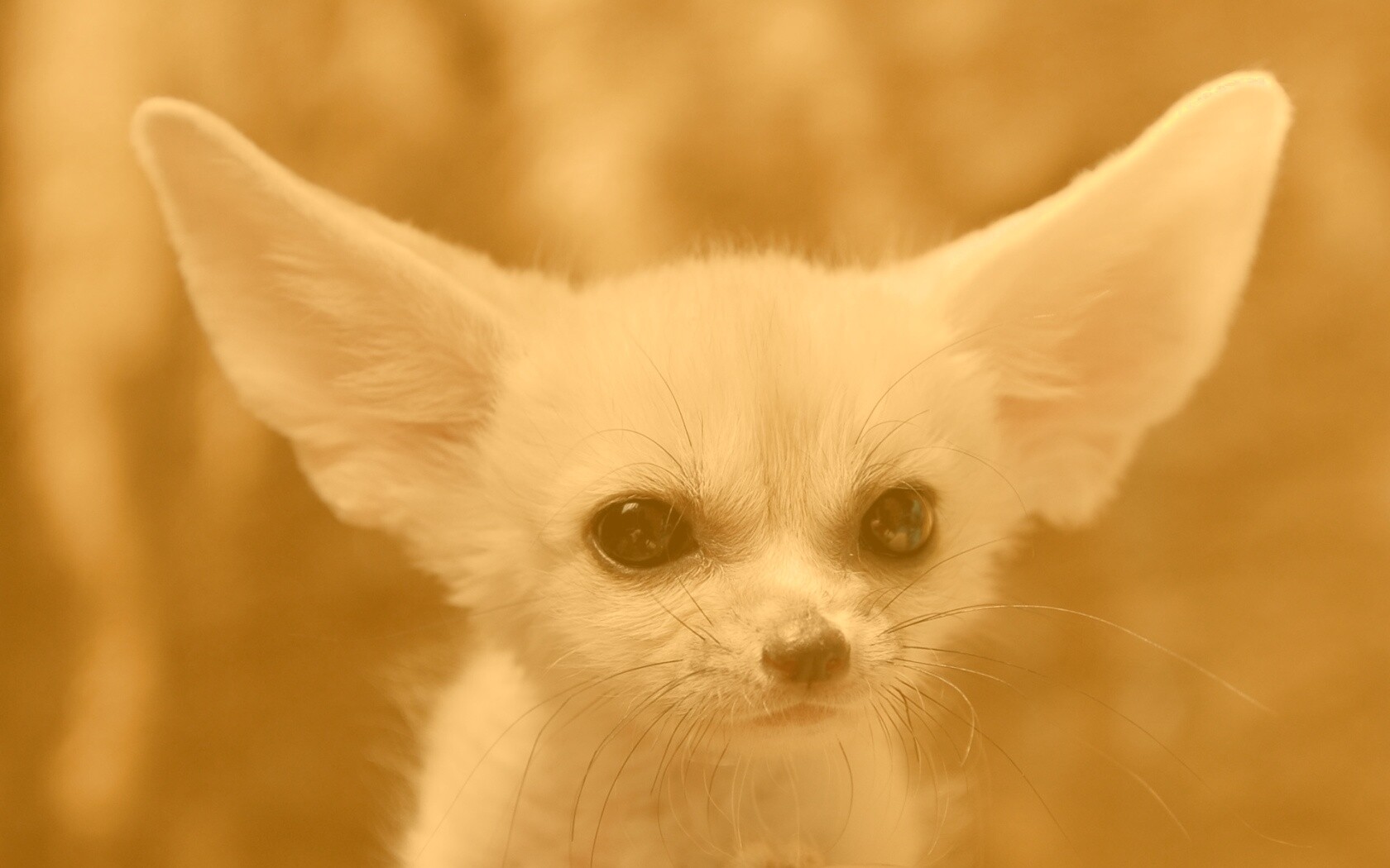 Угрюмый ушан обои