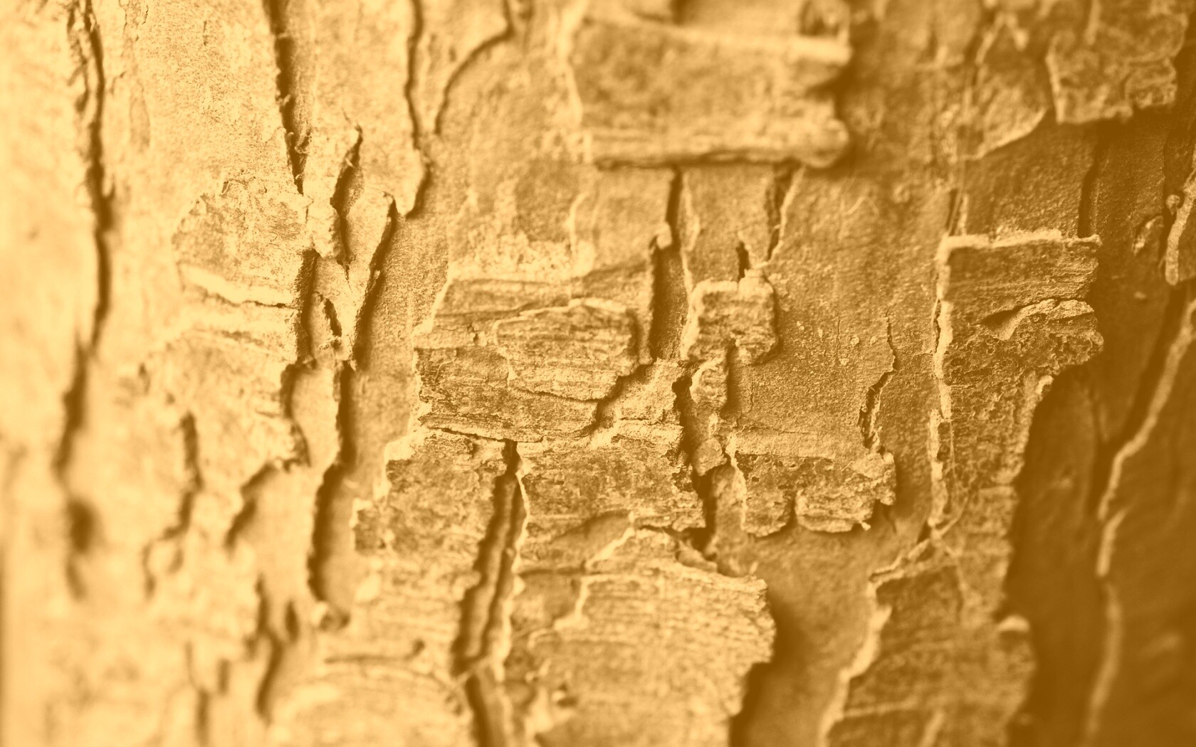 Белая кора обои