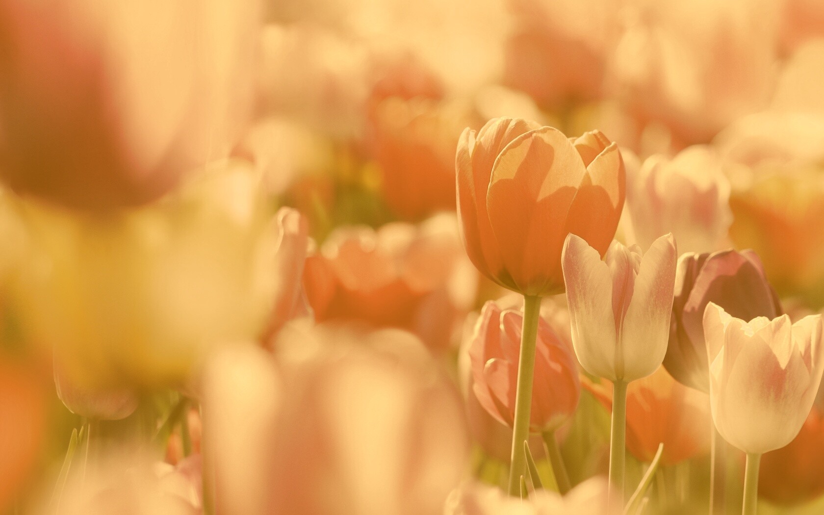 Красивые тюльпаны обои