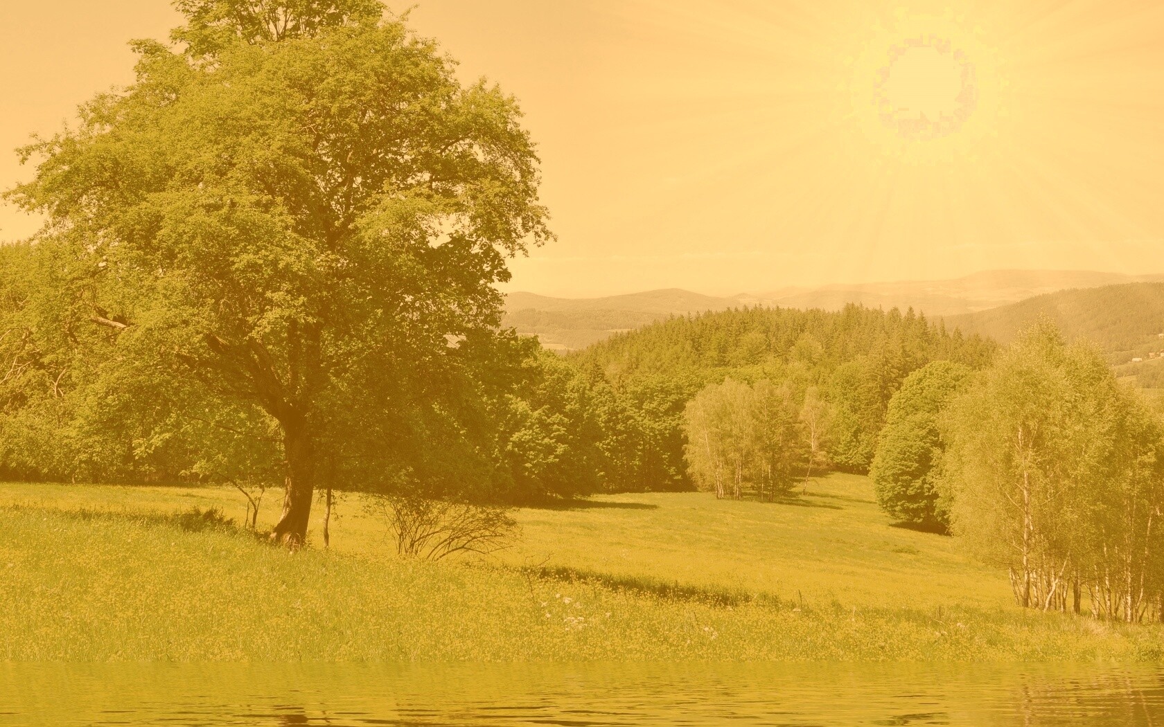 Дерево у воды обои