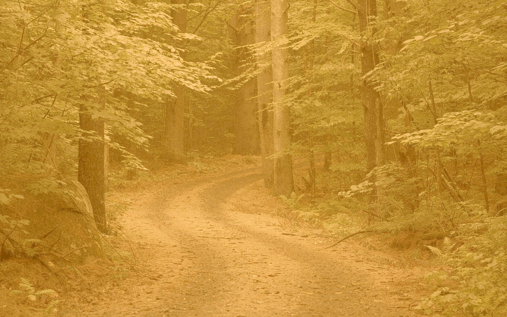 Лесная дорога обои